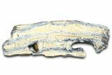 Mammoth Molar Slice With Case - South Carolina #377763-1
